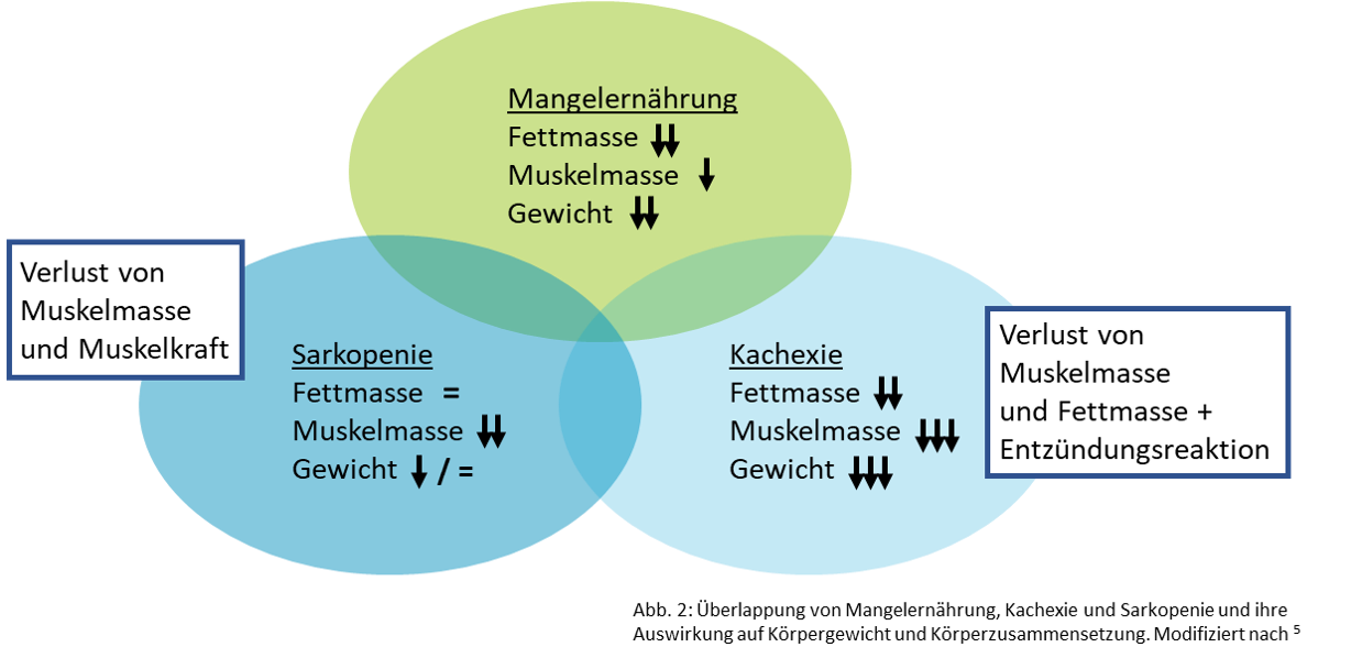 Schaubild Kachexie und Sarkopenie