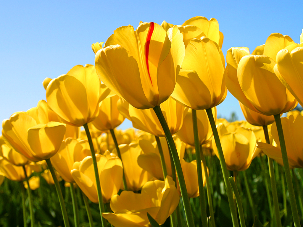 http://example.com Gelbe Tulpen
